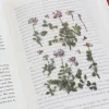 Astragalus Sinicus Pressed Flower Sticker