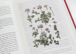Astragalus Sinicus Pressed Flower Sticker