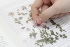 Astragalus Sinicus Pressed Flower Sticker