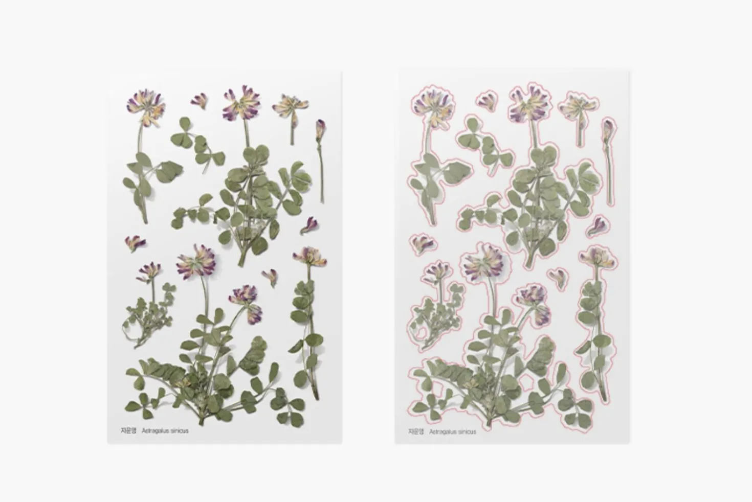 Astragalus Sinicus Pressed Flower Sticker