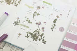 Astragalus Sinicus Pressed Flower Sticker