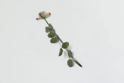 Astragalus Sinicus Pressed Flower Sticker