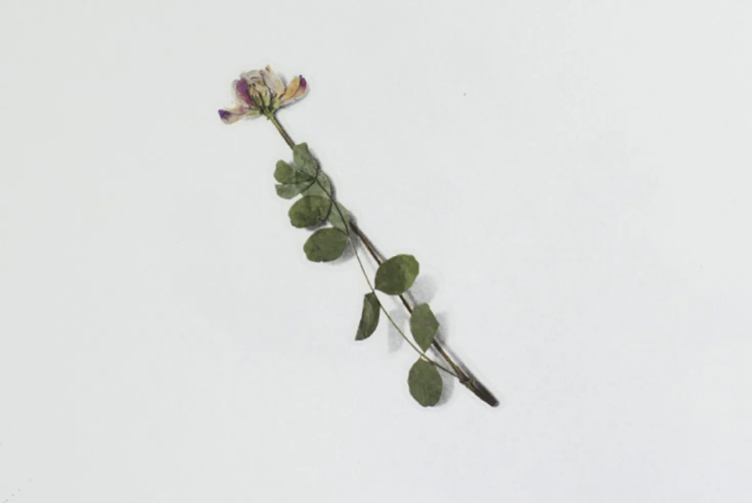 Astragalus Sinicus Pressed Flower Sticker