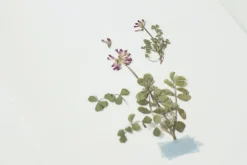 Astragalus Sinicus Pressed Flower Sticker