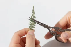 Bracken Pressed Flower Sticker