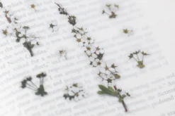 Bridal Wreath Pressed Flower Sticker