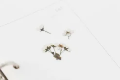 Bridal Wreath Pressed Flower Sticker