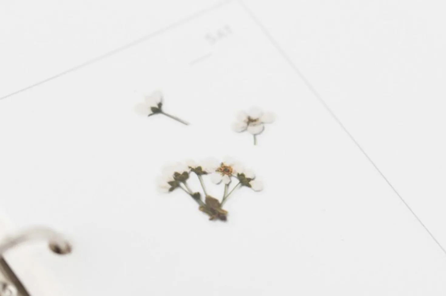 Bridal Wreath Pressed Flower Sticker