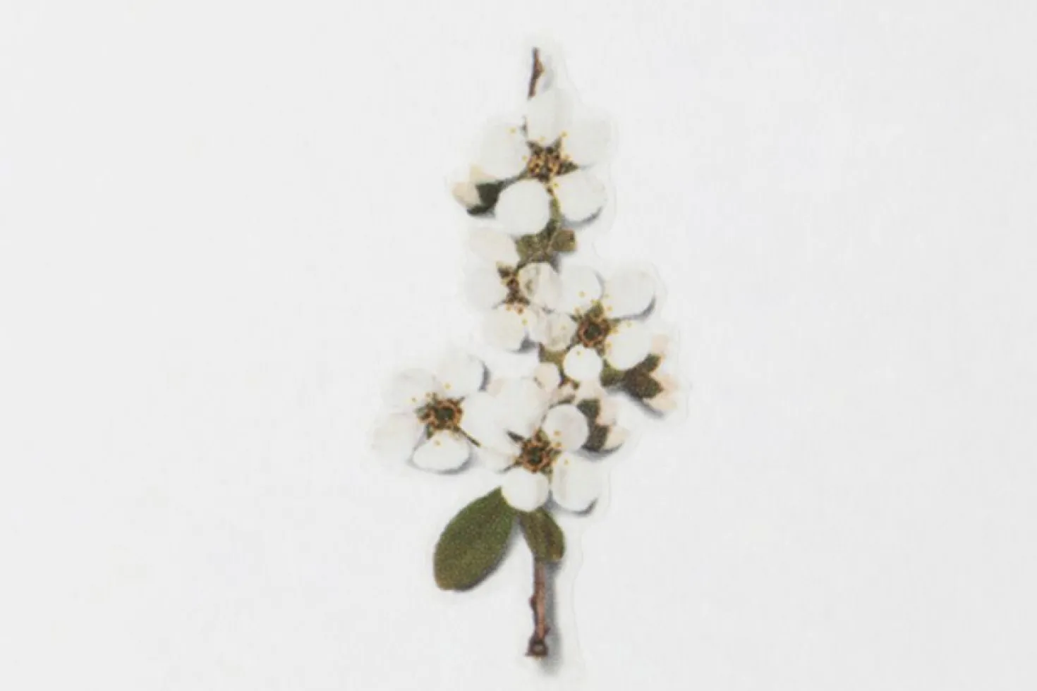 Bridal Wreath Pressed Flower Sticker