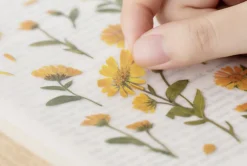 Calendula Pressed Flower Sticker
