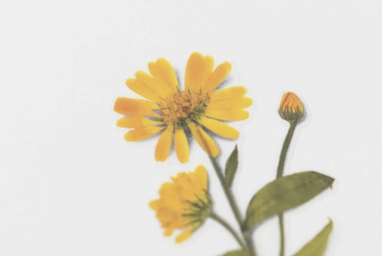 Calendula Pressed Flower Sticker
