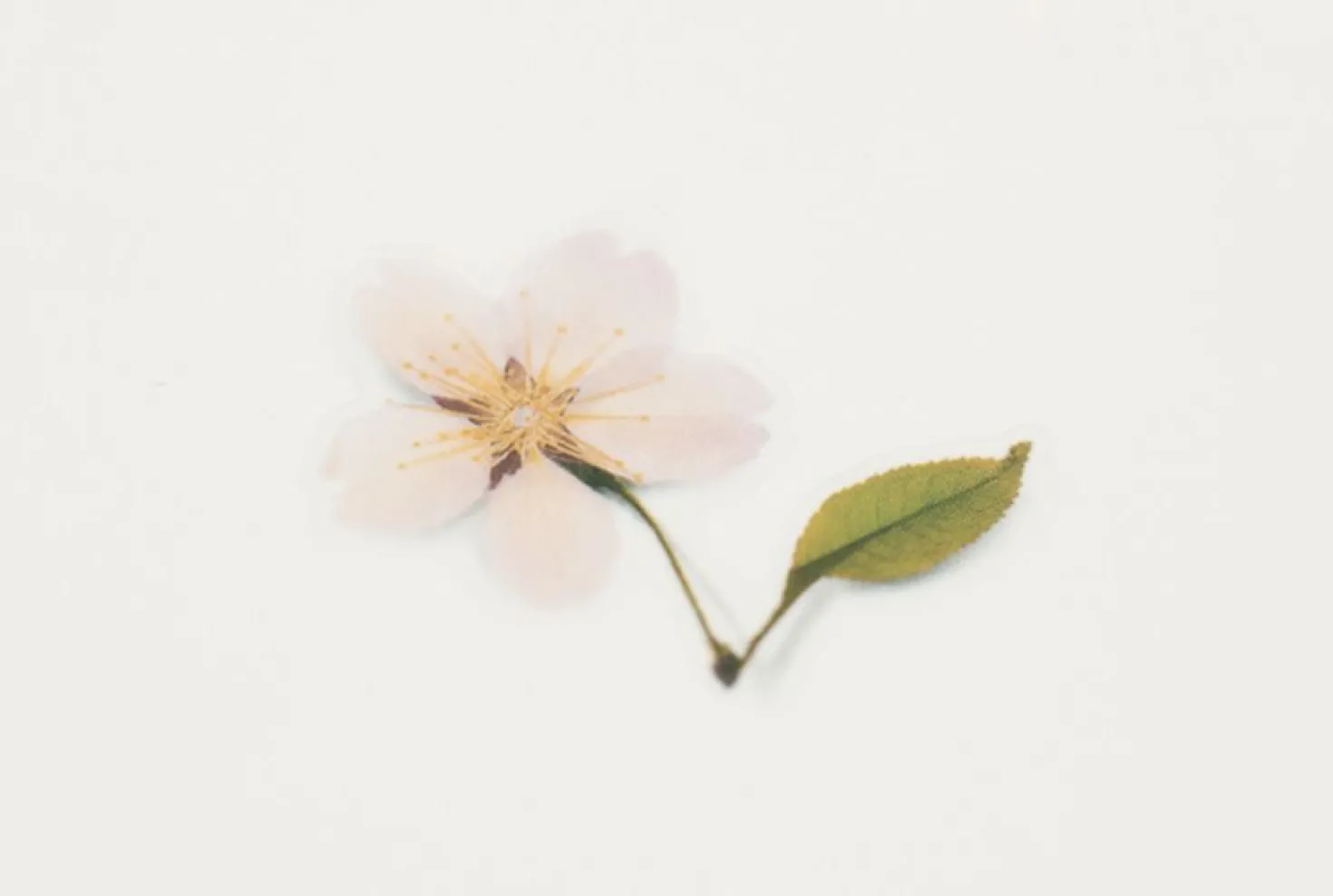 Cherry Blossom Pressed Flower Sticker