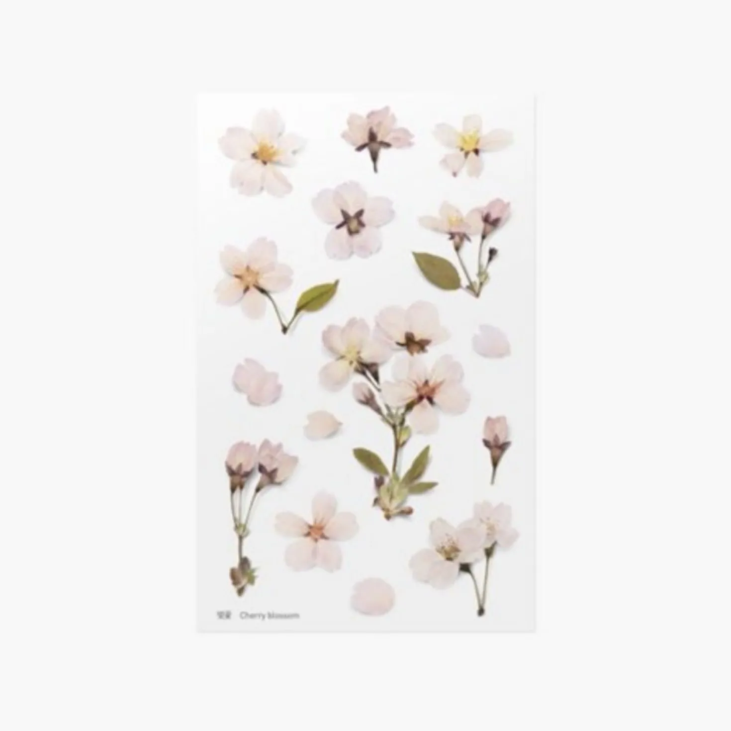 Cherry Blossom Pressed Flower Sticker