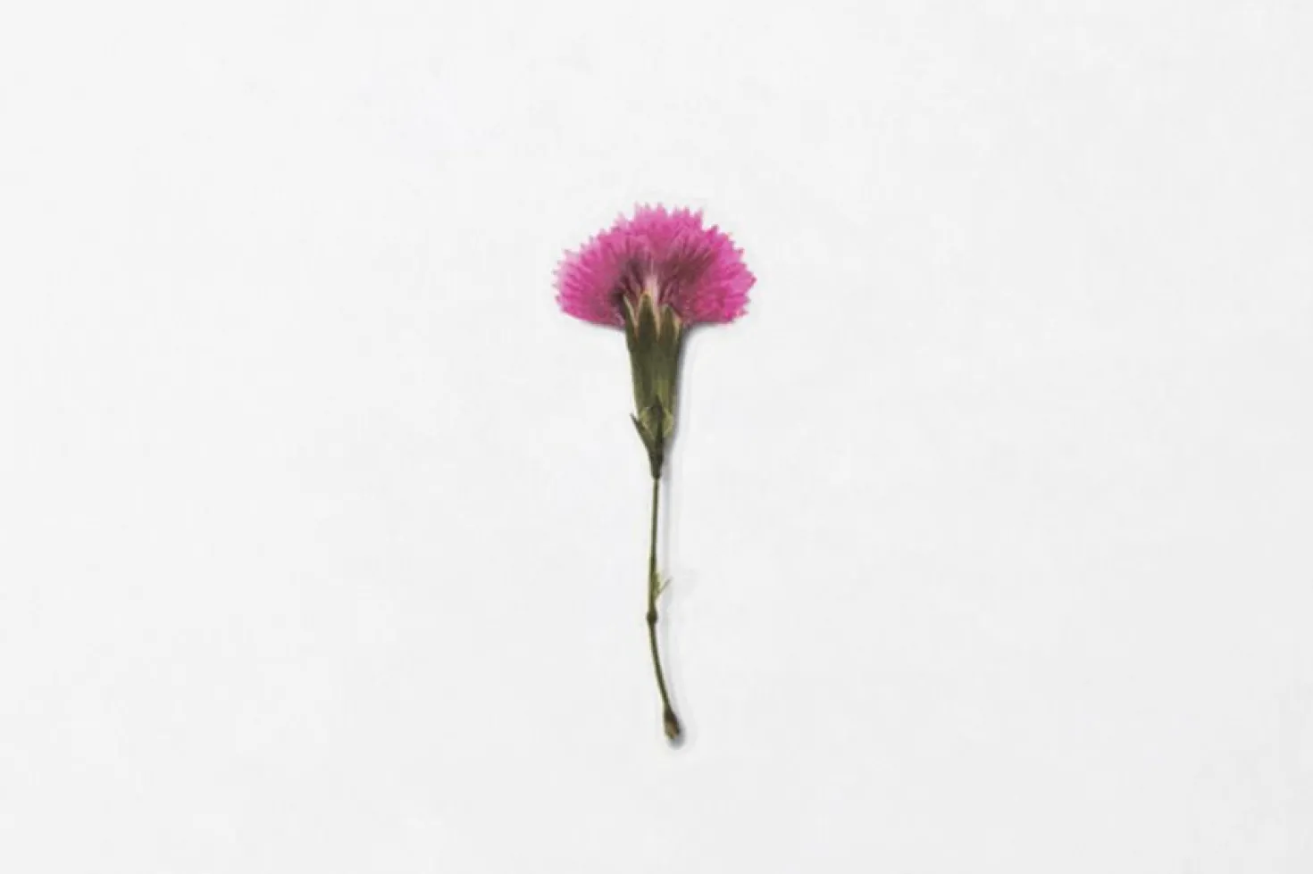 China Pink Pressed Flower Sticker