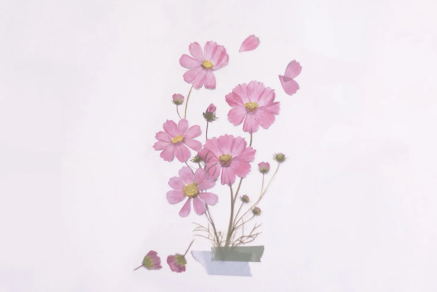 Cosmos Pressed Flower Sticker