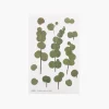 Eucalyptus Pressed Flower Sticker