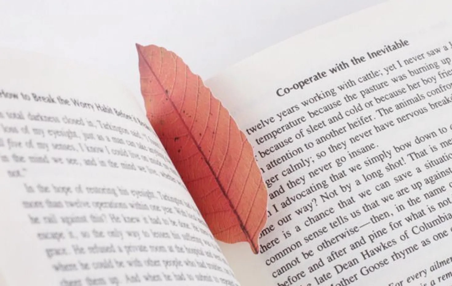Fall Leaves Wall Deco Set