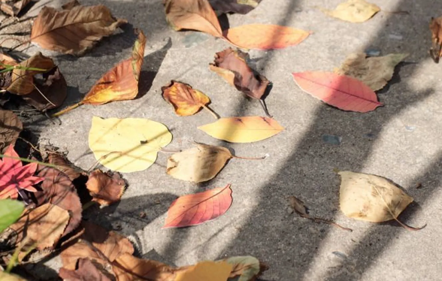 Fall Leaves Wall Deco Set