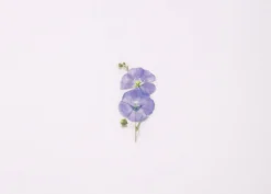 Flax Pressed Flower Sticker