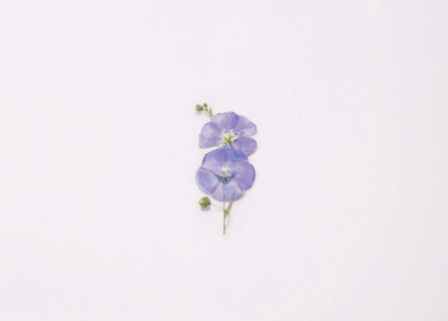 Flax Pressed Flower Sticker