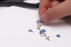 Forget Me Not Pressed Flower Sticker