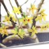 Forsythia Deco Sticker