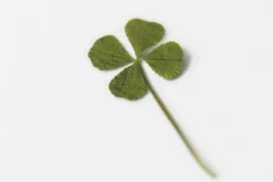 Four-leaf Clover Pressed Flower Sticker