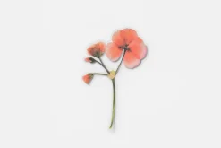 Geranium Pressed Flower Sticker