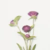 Globe Amaranth Pressed Flower Sticker