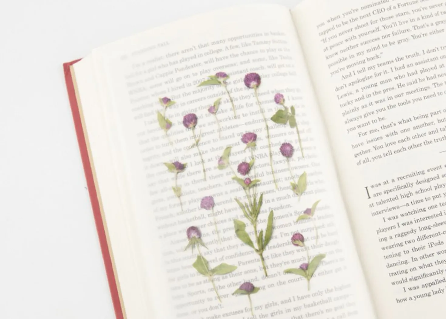 Globe Amaranth Pressed Flower Sticker