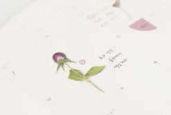 Globe Amaranth Pressed Flower Sticker