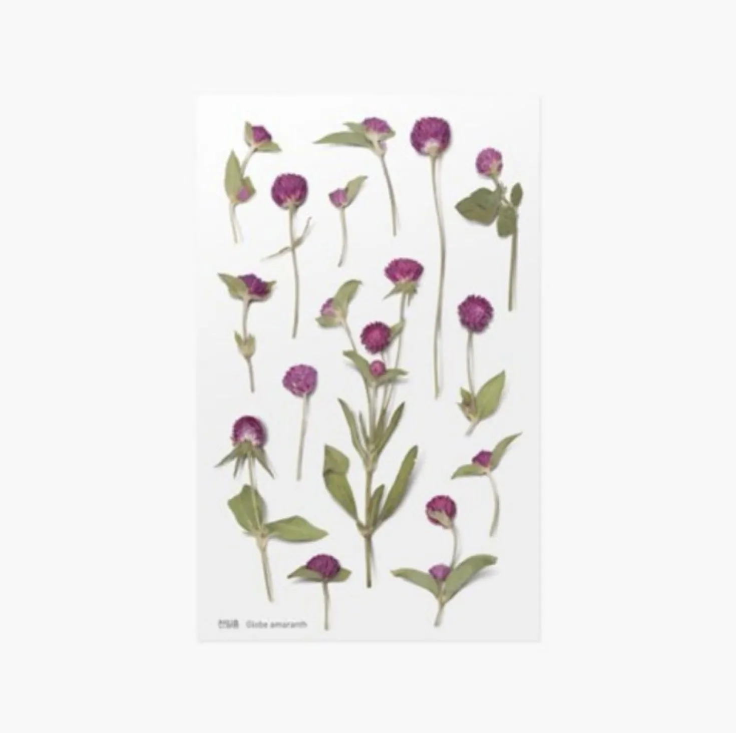 Globe Amaranth Pressed Flower Sticker
