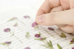 Globe Amaranth Pressed Flower Sticker