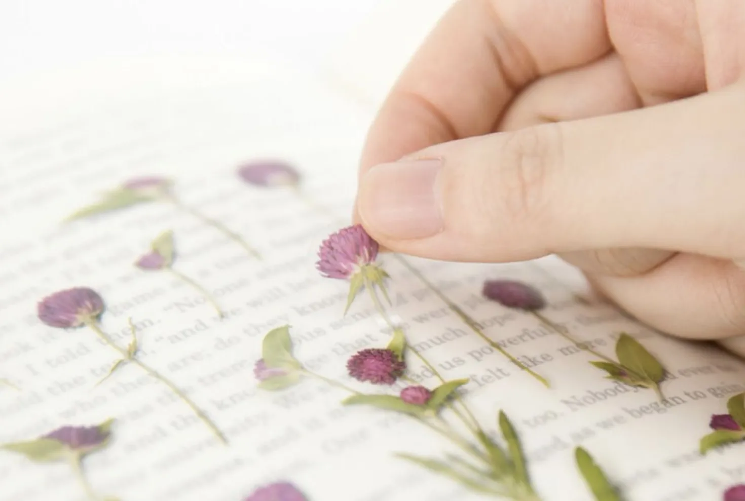 Globe Amaranth Pressed Flower Sticker
