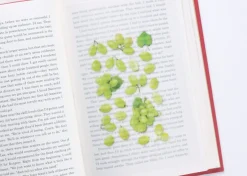 Green Grape Pressed Fruit Sticker