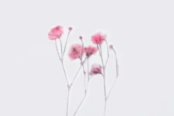 Gypsophila Pressed Flower Sticker