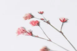 Gypsophila Pressed Flower Sticker