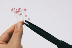 Gypsophila Pressed Flower Sticker