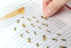 Honey Bee Nature Sticker