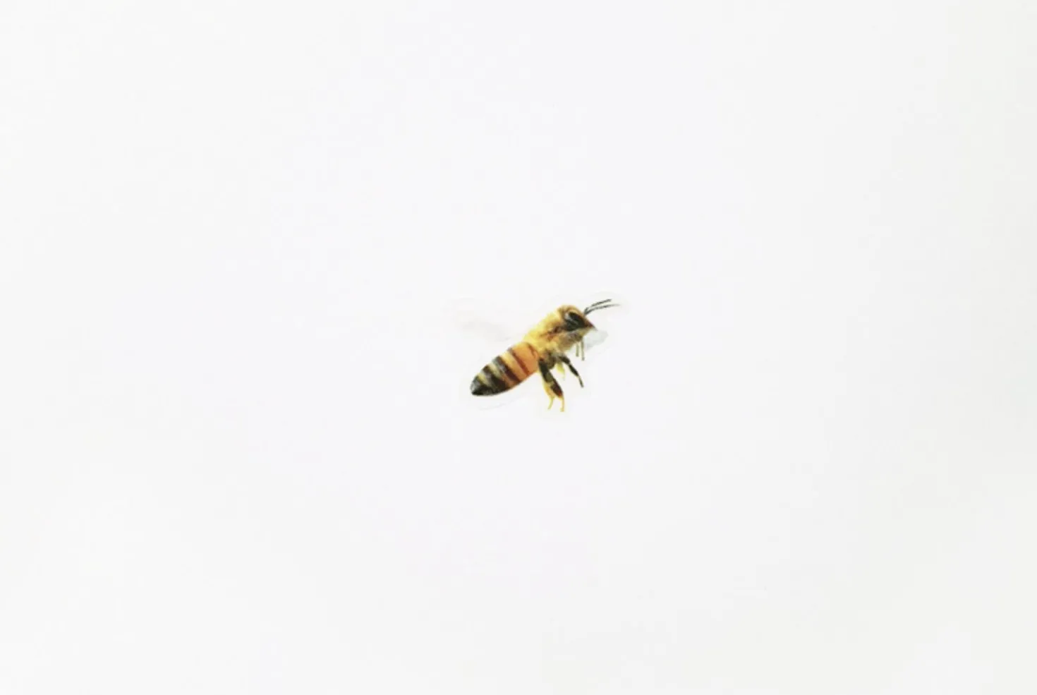 Honey Bee Nature Sticker