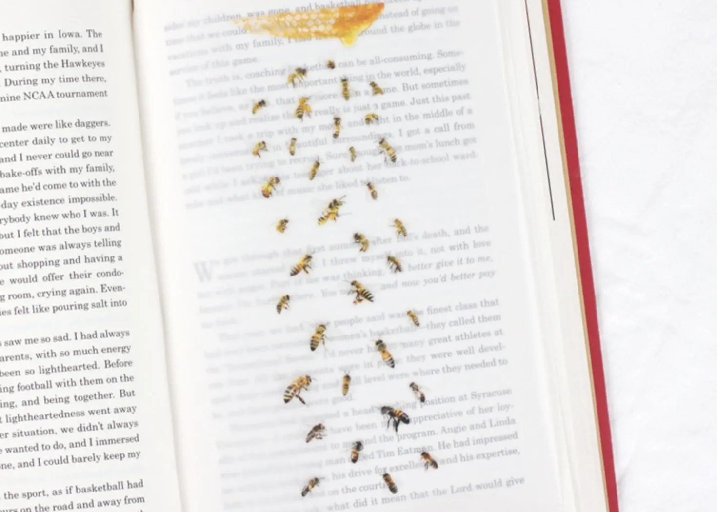 Honey Bee Nature Sticker