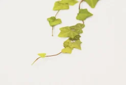 Ivy Pressed Flower Sticker
