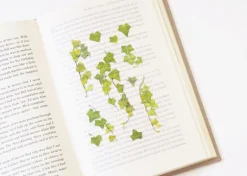 Ivy Pressed Flower Sticker