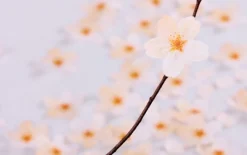 Large Cherry Blossom Sticky Note