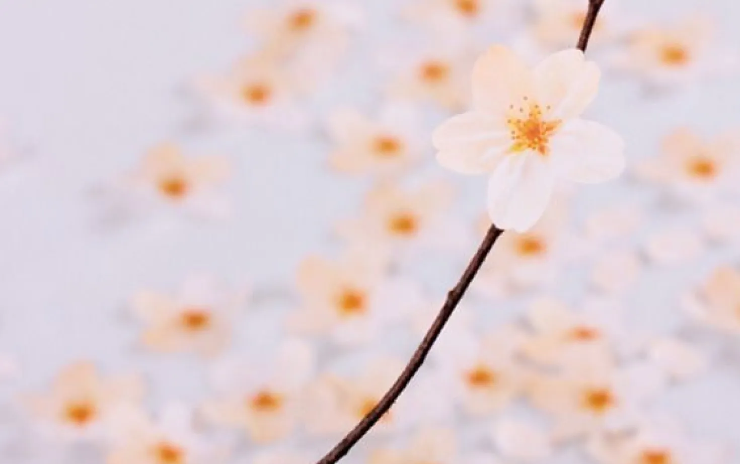 Large Cherry Blossom Sticky Note