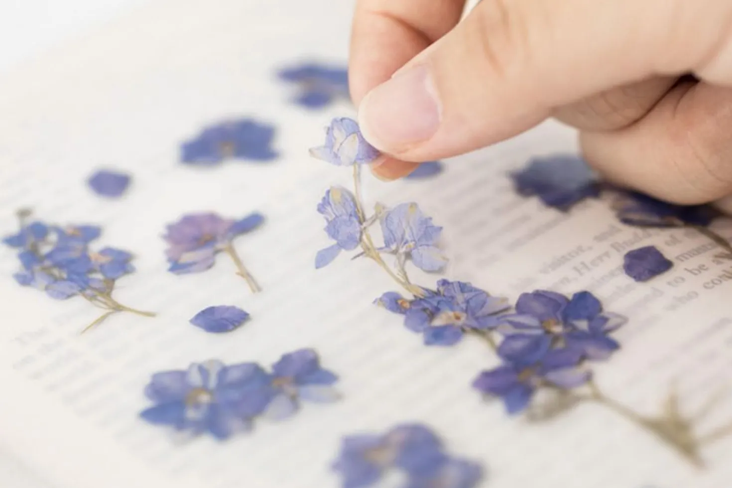 Larkspur Pressed Flower Sticker