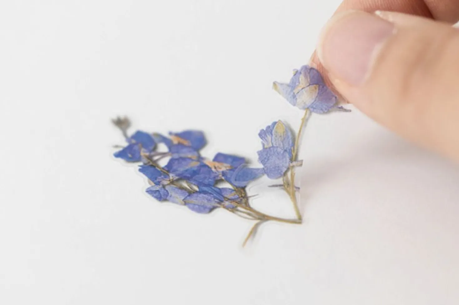 Larkspur Pressed Flower Sticker