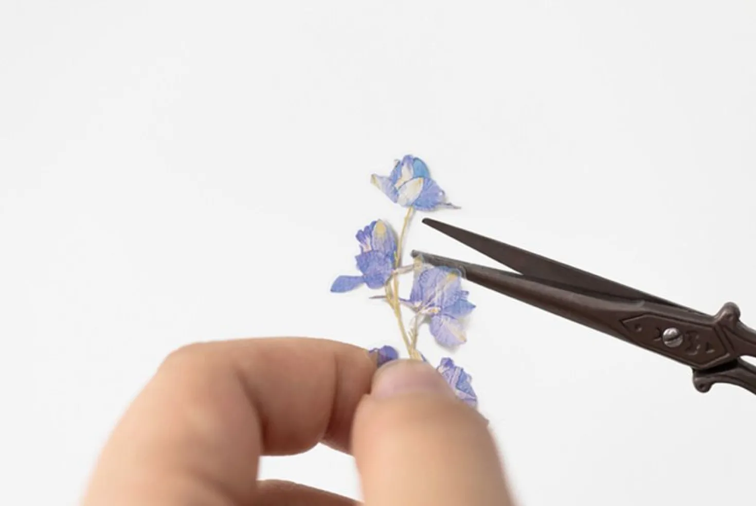 Larkspur Pressed Flower Sticker