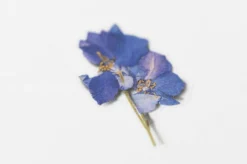 Larkspur Pressed Flower Sticker