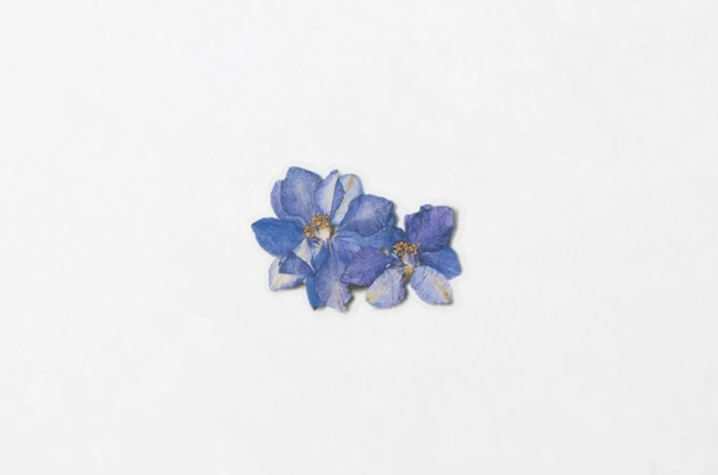 Larkspur Pressed Flower Sticker
